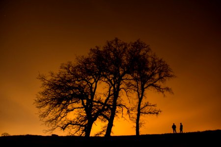 silhouette of man and woman near trees photo
