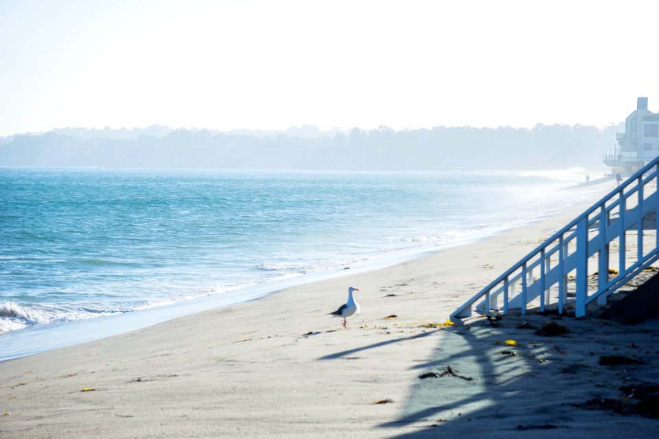 white bird on shore