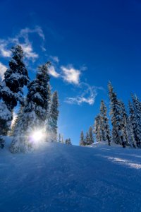 forest trees covered by snow photo