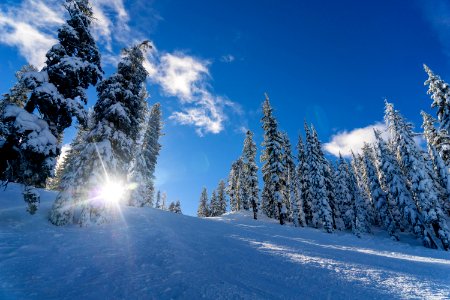 worm's-eye view of tree covered with snow photo