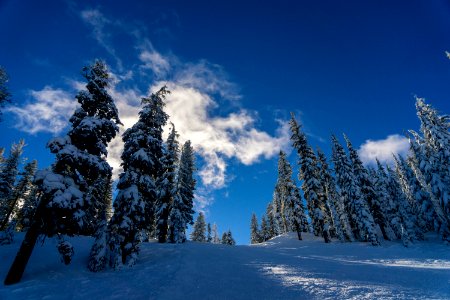 pine trees under white clouds photo