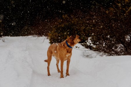 tan dog standing on snow ground near green leafed tree photo