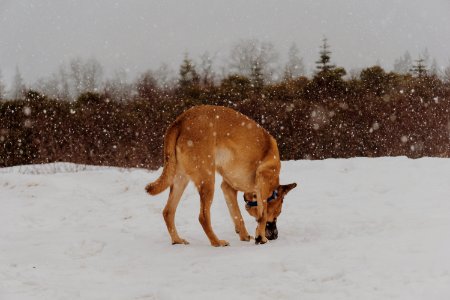 brown animal on snow surface photo