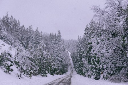 empty road between forest during winter photo