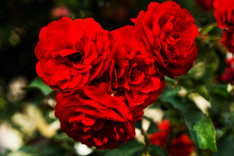close-up photography of red rose flowers in bloom during daytime