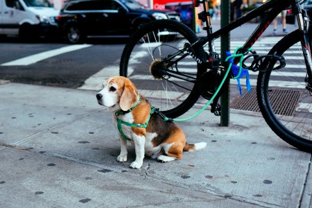 brown and white Beagle puppy corded to bicycle beside street photo