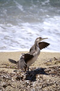 Cormorant nature seevogel