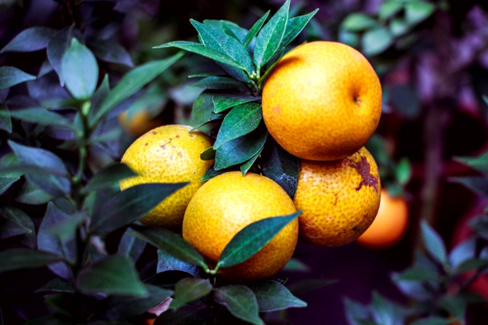 Orange, Fruits, Tangerines