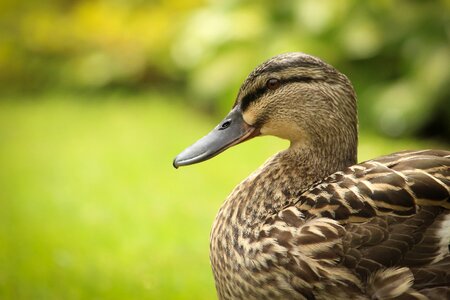 Close-up duck macro photo