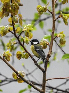 Wildlife animal yellow photo