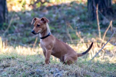Small dog, Dog, Sit