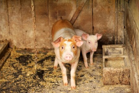 Small pork farm