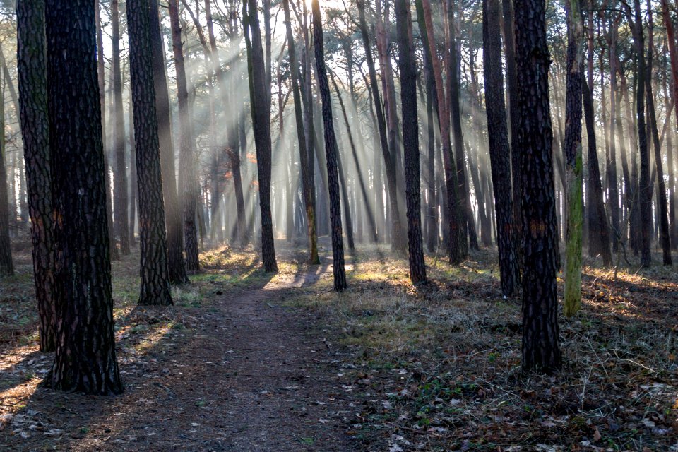 The rays of the sun, Forest, Tress