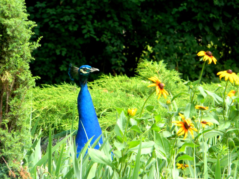 Peacock, Flowers, Scrub