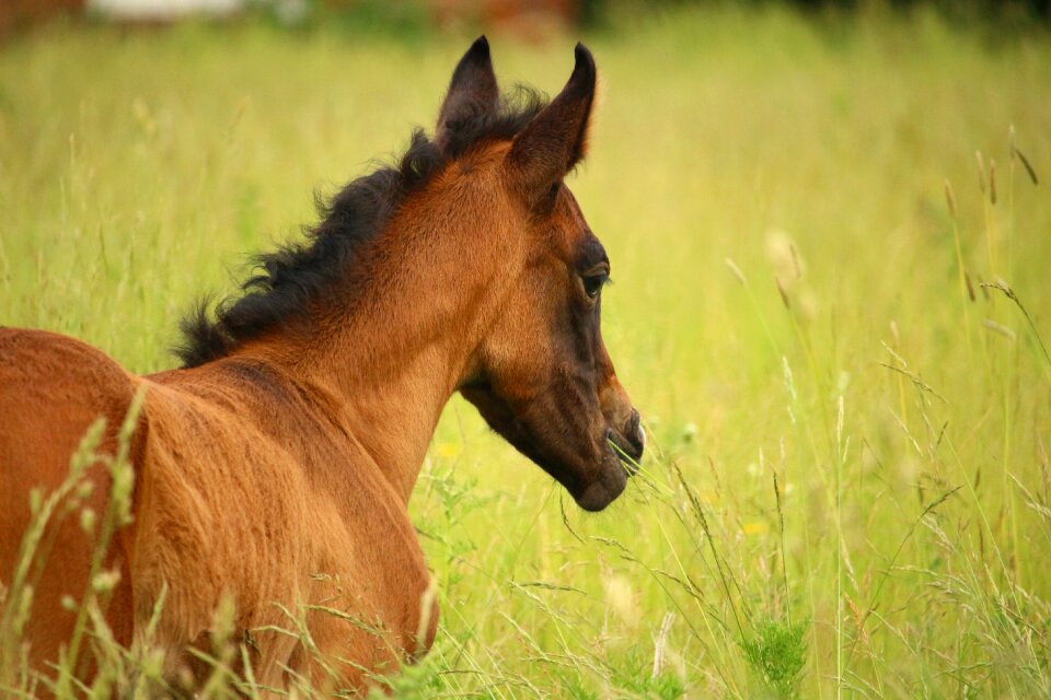 Brown mold thoroughbred arabian pasture