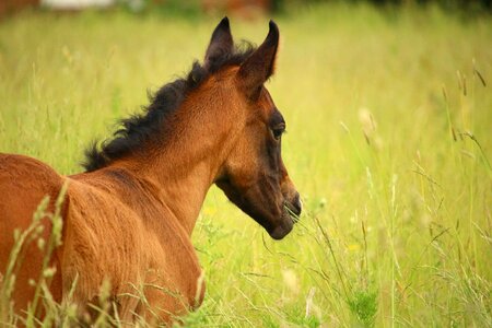Brown mold thoroughbred arabian pasture