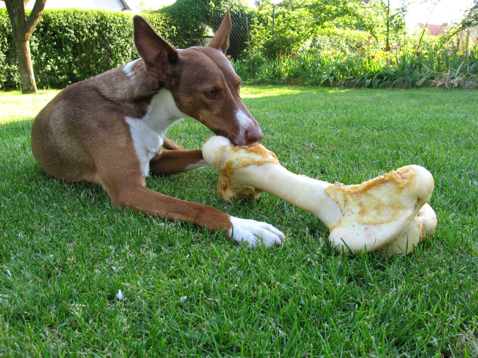 Quadruped hunting dog pet
