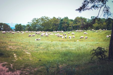 Gonsenheim, Mainz, Nature