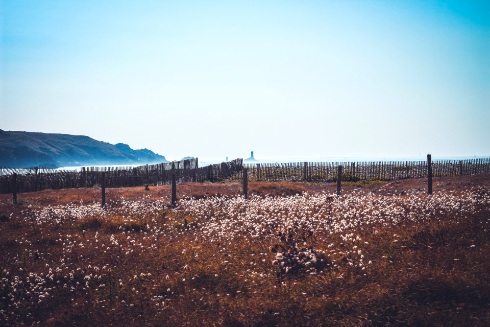 landscape photography of bed of white flowers