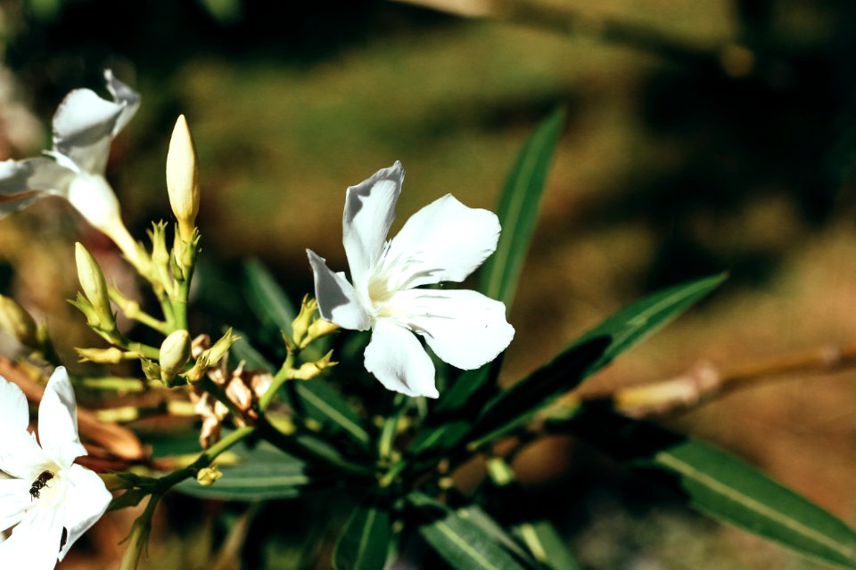 Nierstein, Germany, White blossom