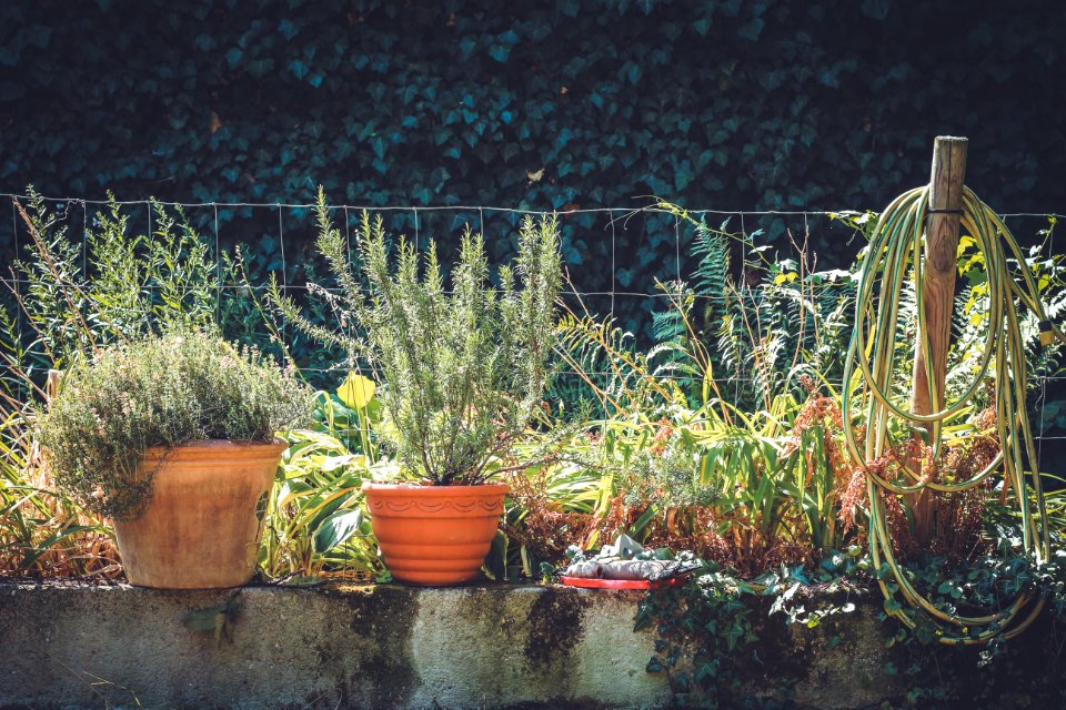 Nierstein, Germany, Gardening