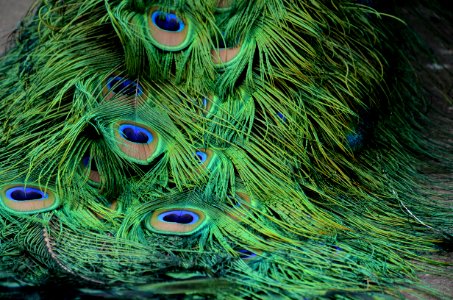 Canada, Exotic, Feathers