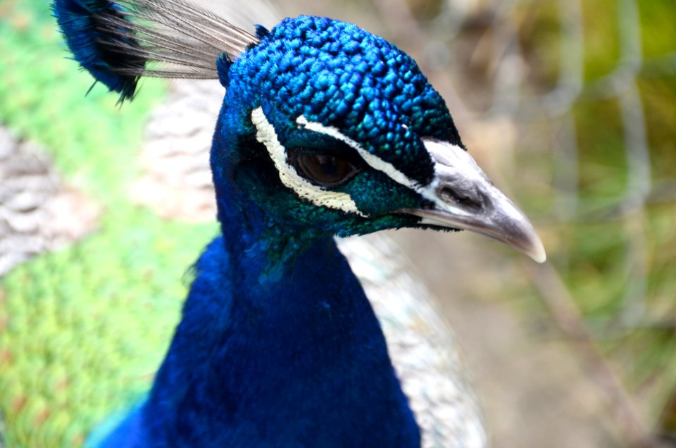 Closeup, Cute, Nature