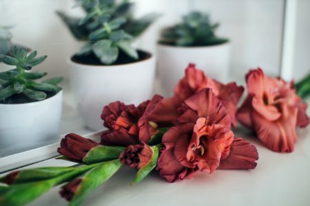 red flowers beside succulents in pots on table photo