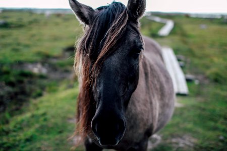 gray stallion horse on green field