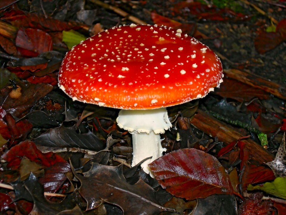 Forest autumn autumn forest