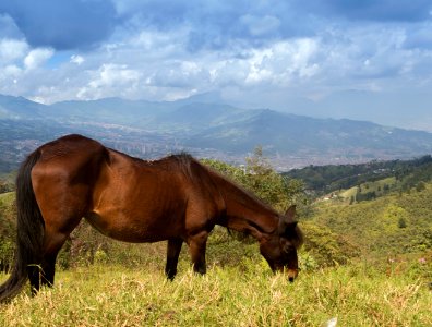 Sky, Medellin, Horse photo