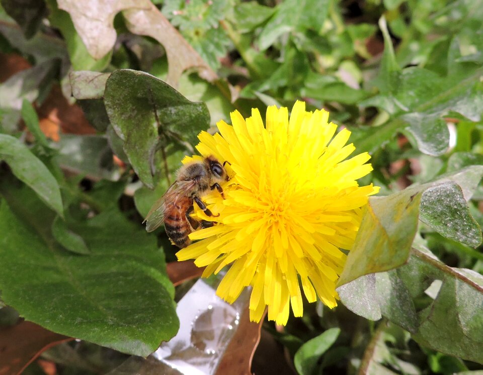 Spring yellow pollen