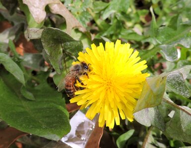 Spring yellow pollen photo