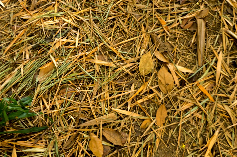 Leaf