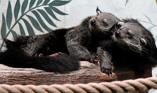 Animal conservation fur