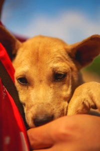 Dog, Tambon mae la, Kayin state photo