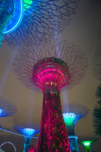 Marina bay, Forest, Plant