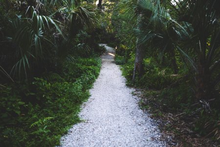 pathway surrounded by trees