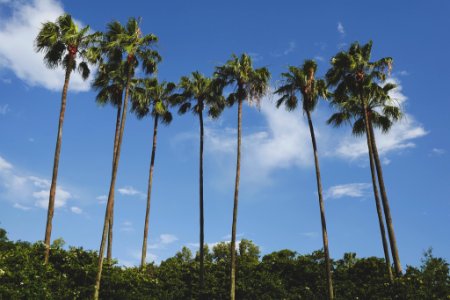 brown and green coconut palm trees under blue sky photo