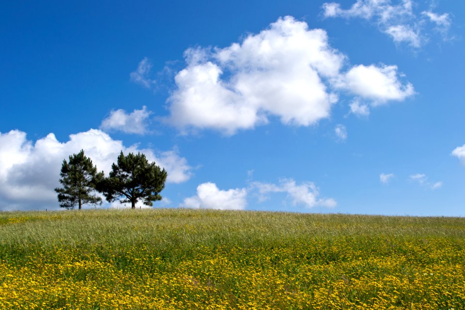 Spring, Flower, Field