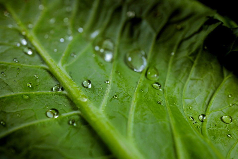 Tampa, United states, Droplets
