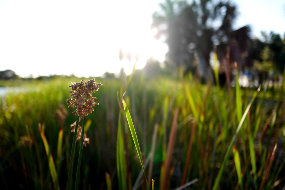 Green, Nature, Florida