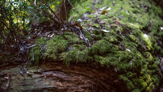 Muir woods national monument, Mill valley, United states photo