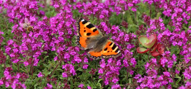 Butterfly insect Free photos