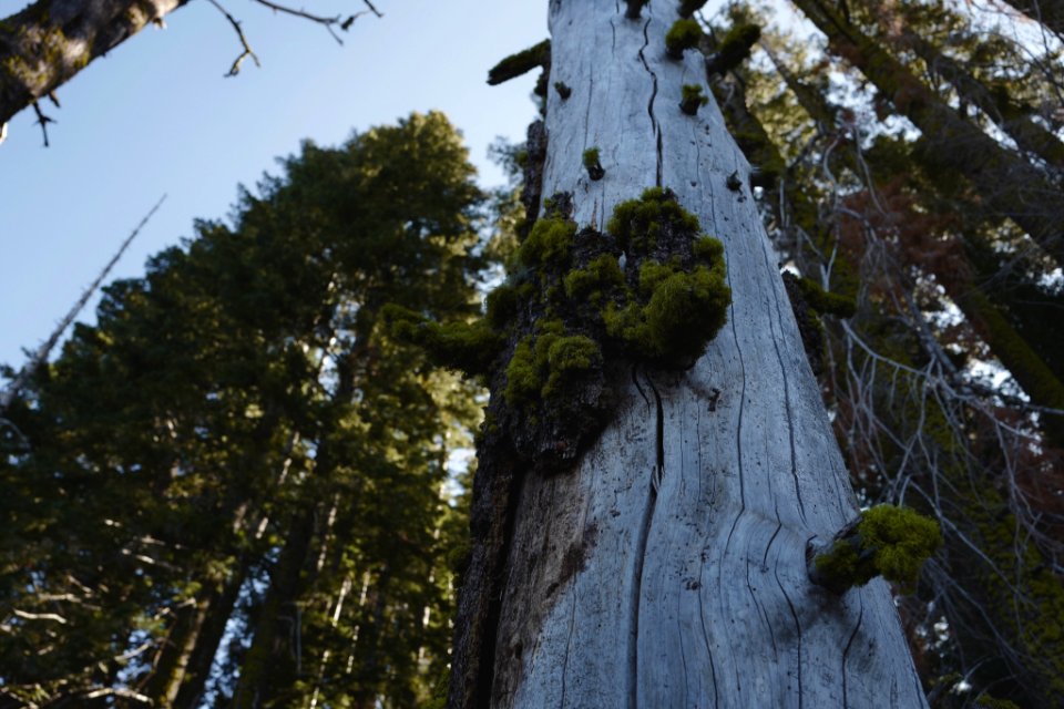 Lassen volcanic national park, United states, Wood