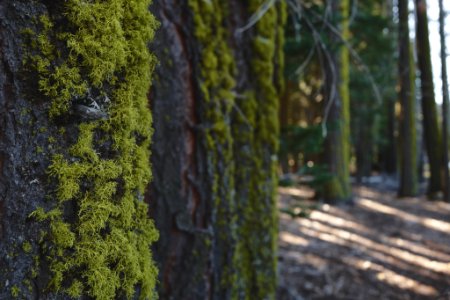 Lassen volcanic national park, United states, Forest