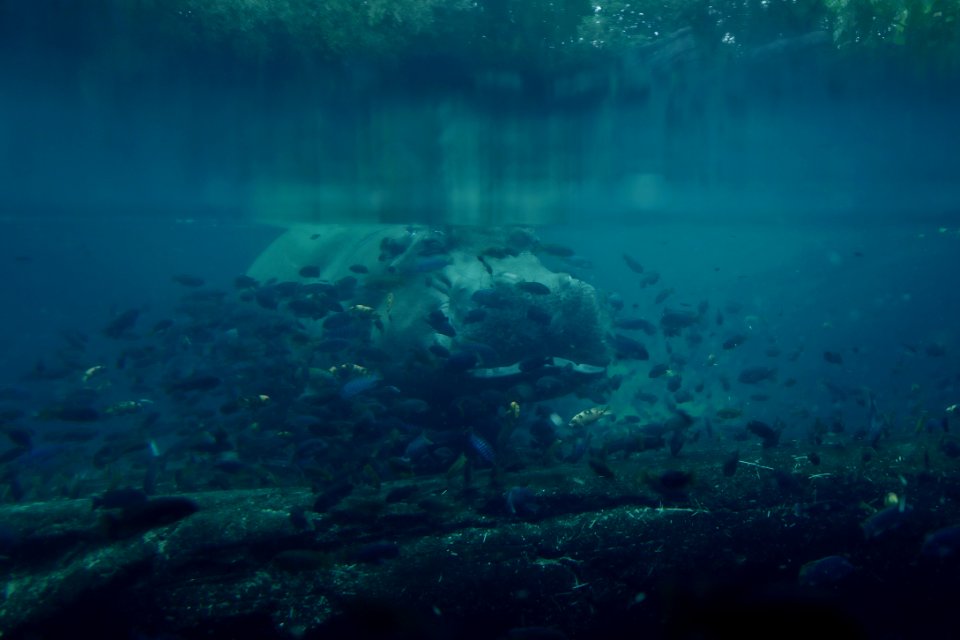 Disneys animal kingdom theme park, Orl, United states