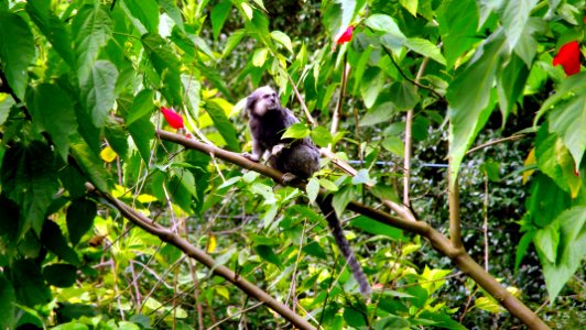 Brasil, Tree, Monkey photo