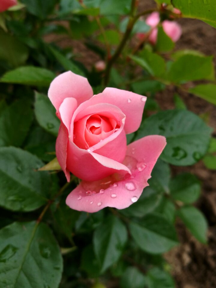 Tender rose flowers nature