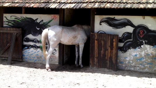 Horse